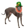 St. Patricks Day Hut Mit Bart Für Hunde